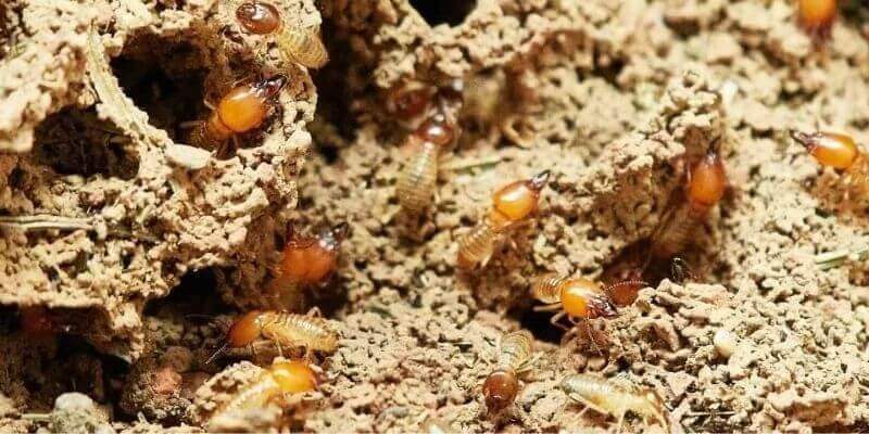eliminar termitas