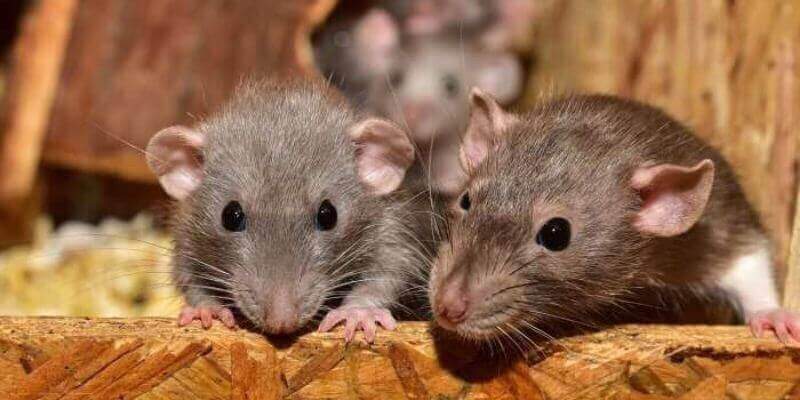 eliminar ratones