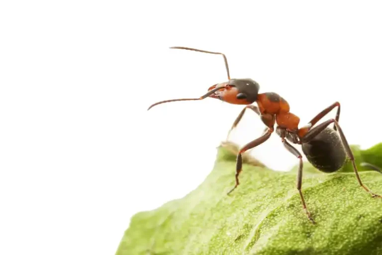 hormigas