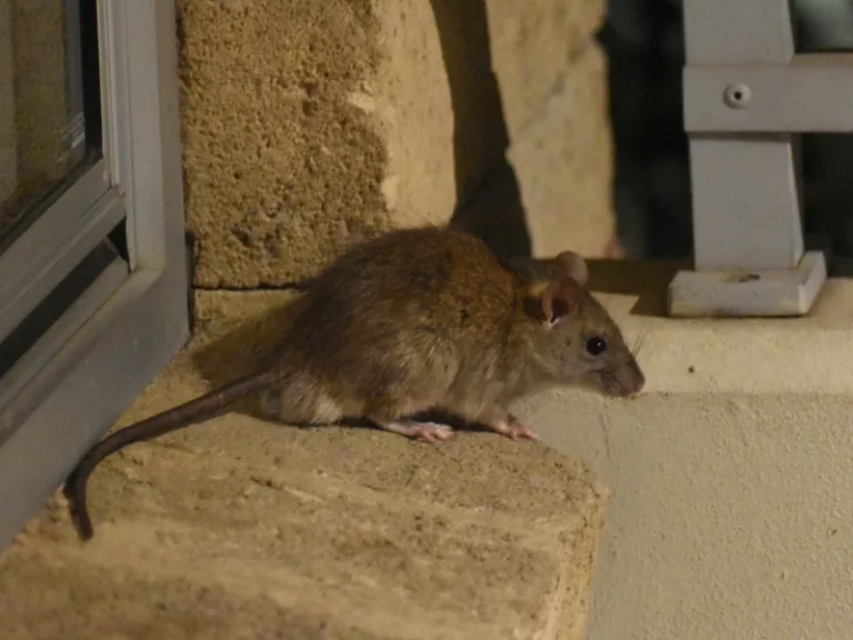 eliminar ratas del techo