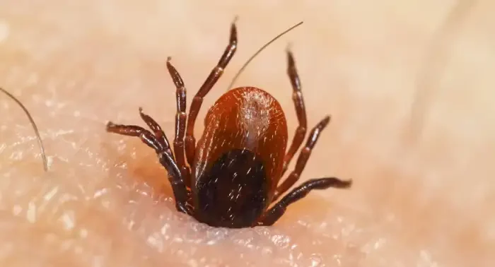 fumigación de garrapatas