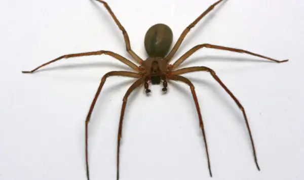 fumigación de araña de rincón