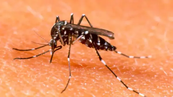 fumigación Aedes Aegypti