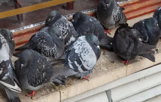 eliminación y control de Palomas
