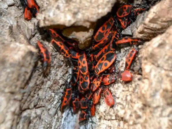 Exterminación de chinches del Arce