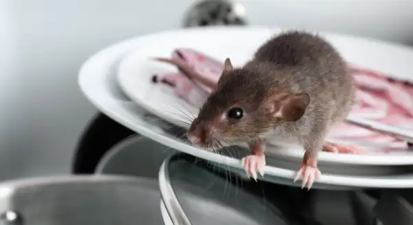 Desratización en Santiago, control de ratas y ratones