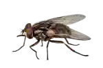 Fumigación de Moscas, Fumisan