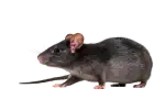 control de ratas y ratones, fumigaciones de ratones, desratización, Fumisan